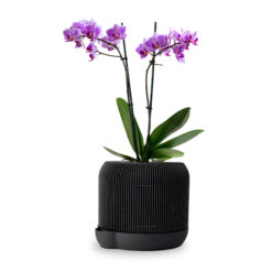 Natumo Bonsai Topf 00 2000x2000.jpg